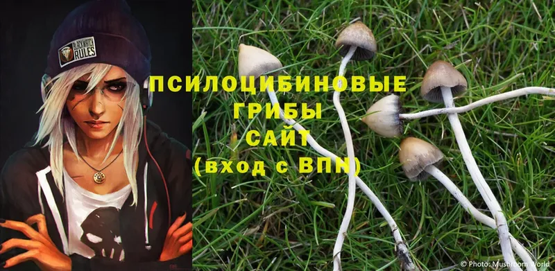 блэк спрут рабочий сайт  Темников  Галлюциногенные грибы Psilocybe 